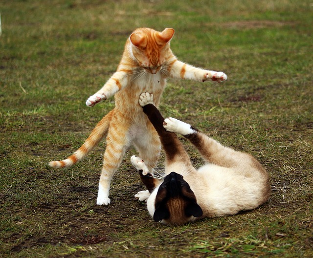 cat fight